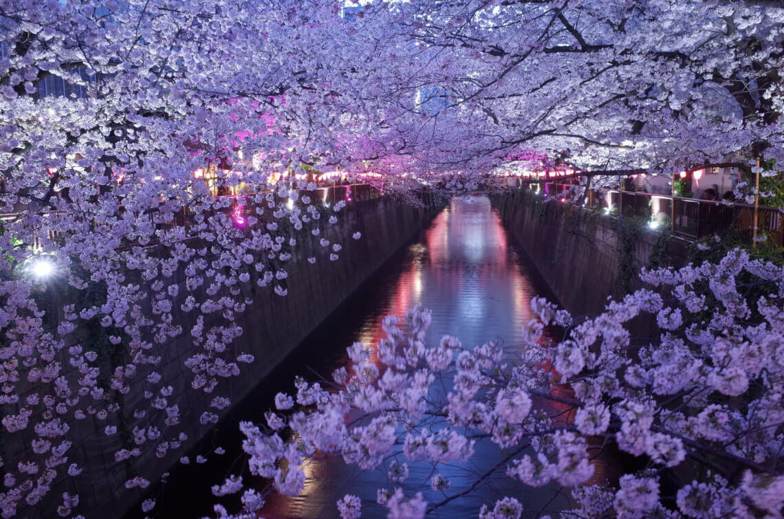 东京中目黑区的樱花盛开