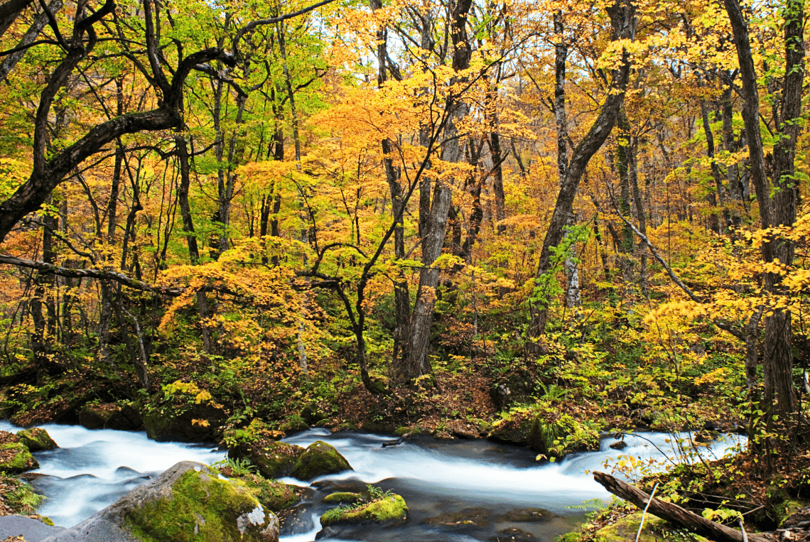 黄色的叶子在日本的青森县Oirase流