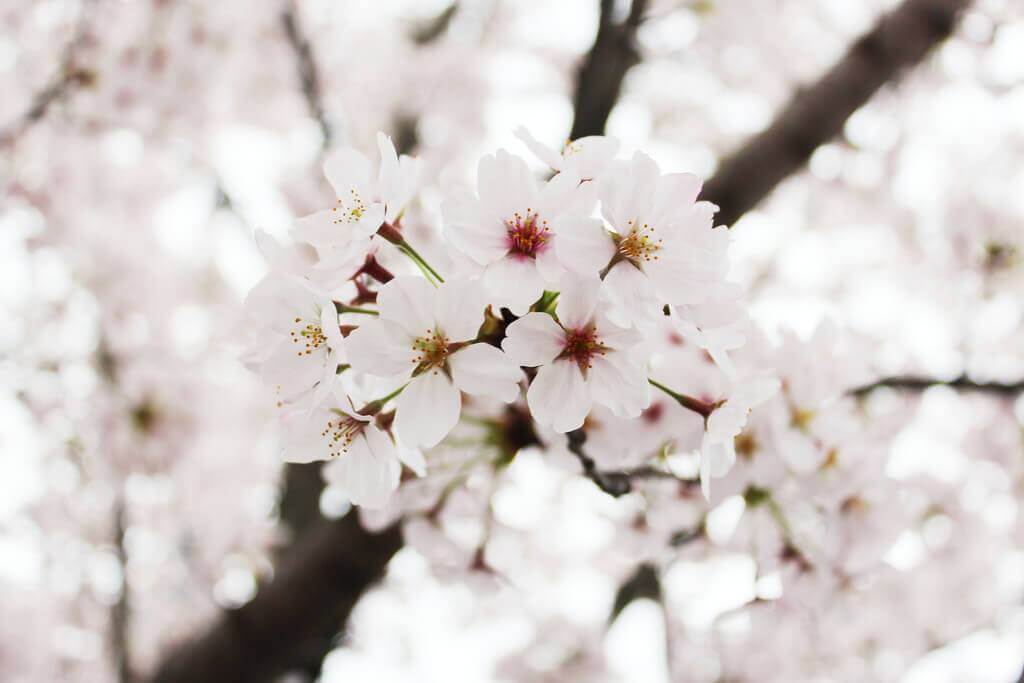 近距离的照片在春天樱花(樱花)