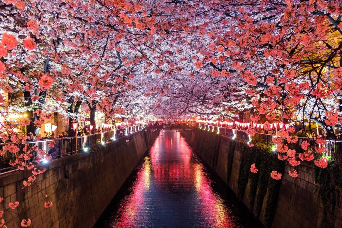 运河在樱花树下