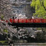 春天的樱花盛开在日本高山的中桥