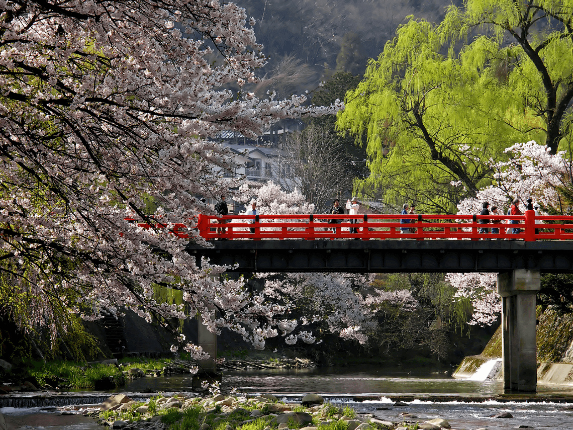 在春天樱花在Nakabashi桥、高山、日本