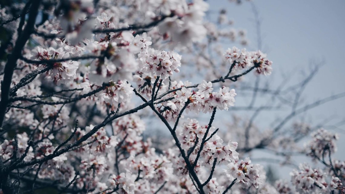 樱花盛开的春天日本大阪
