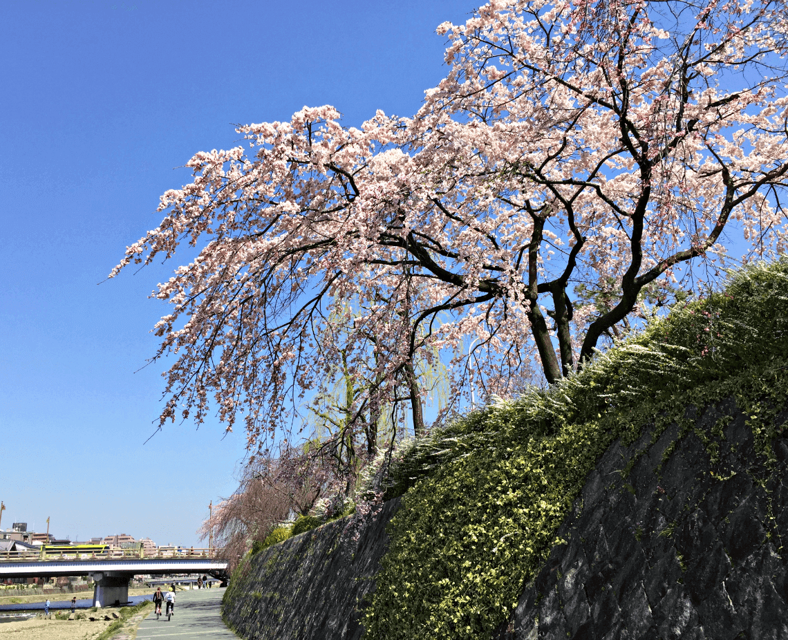 在春天樱花线鸭川河在京都,日本