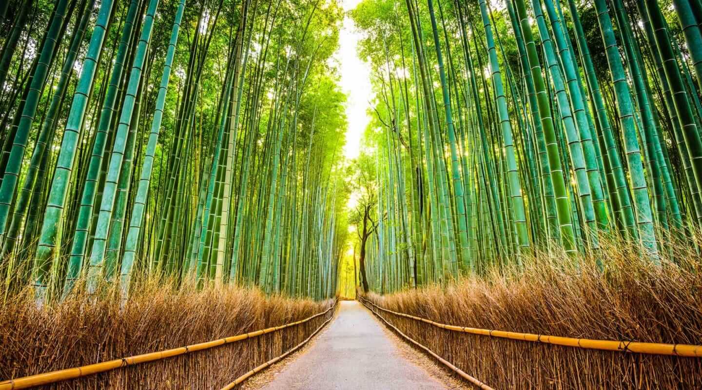 日本京都Arashiyama竹林精品华体会手机版