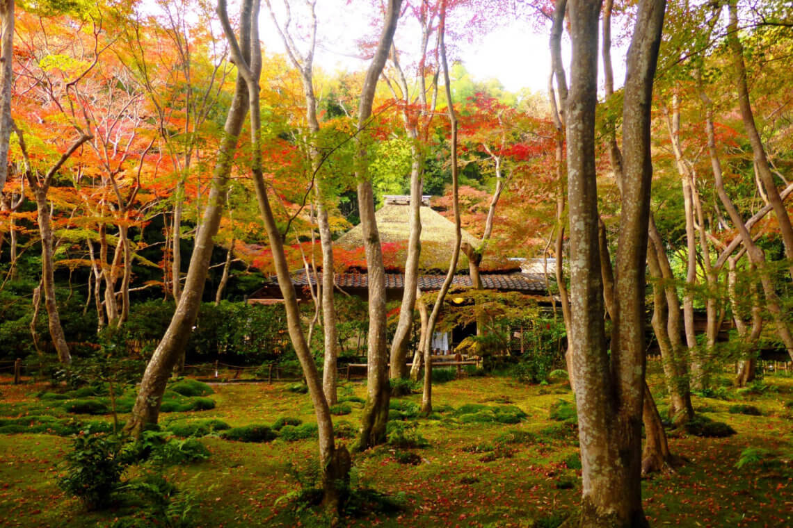 京都巧寺外美丽的苔藓花园