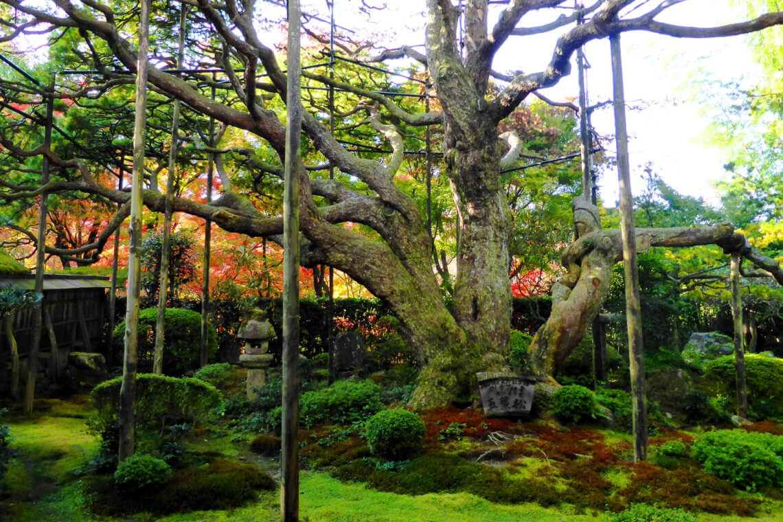 京都的和仁寺以其标志性的松木“高洋松”而闻名