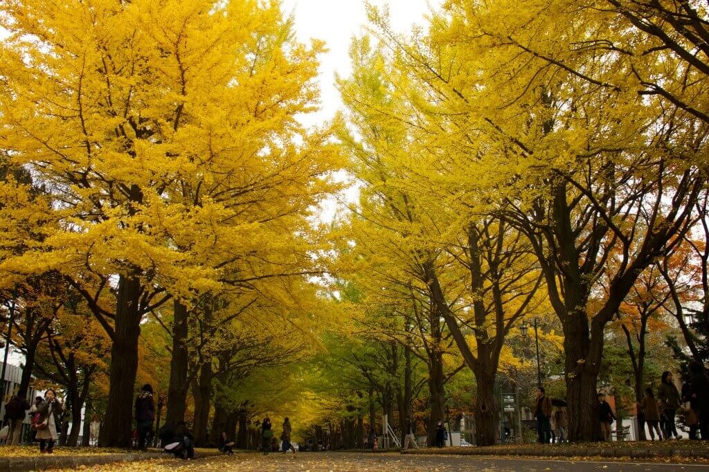 日本东京的银杏树