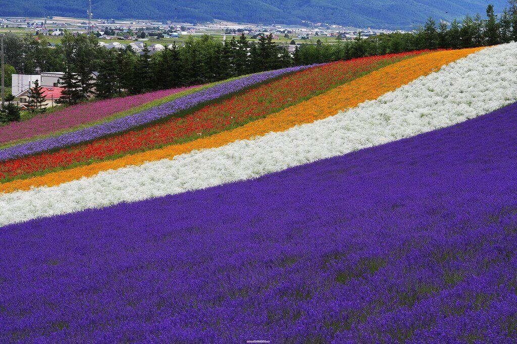 日本北海道四井山的薰衣草