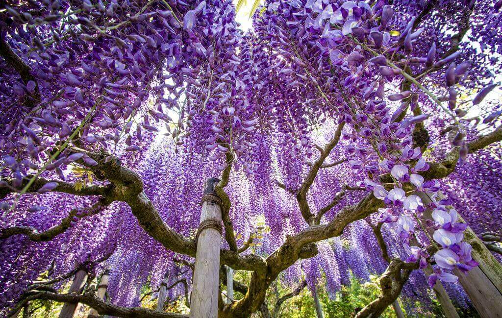 日本的紫藤树
