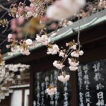 华体会手机版精品日本春季樱花樱花