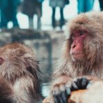 日本雪猴日本猕猴地狱谷Yaen柯恩长野阿尔卑斯山