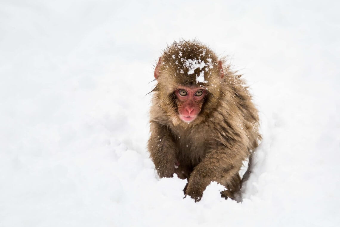 日本长野下谷雪中的小雪猴