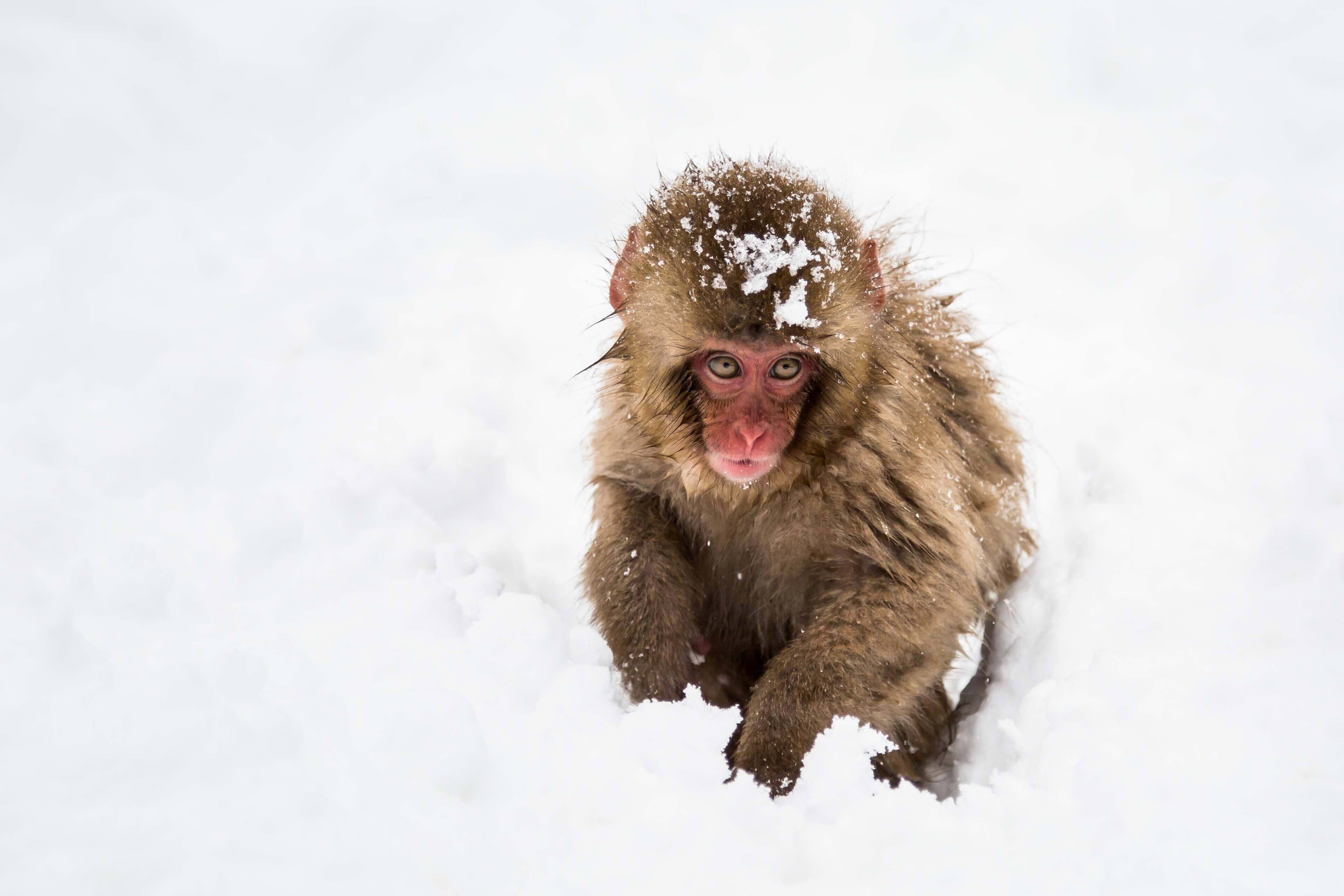 宝贝雪猴(日本猕猴)地狱谷Yaen柯恩在长野,日本阿尔卑斯山脉
