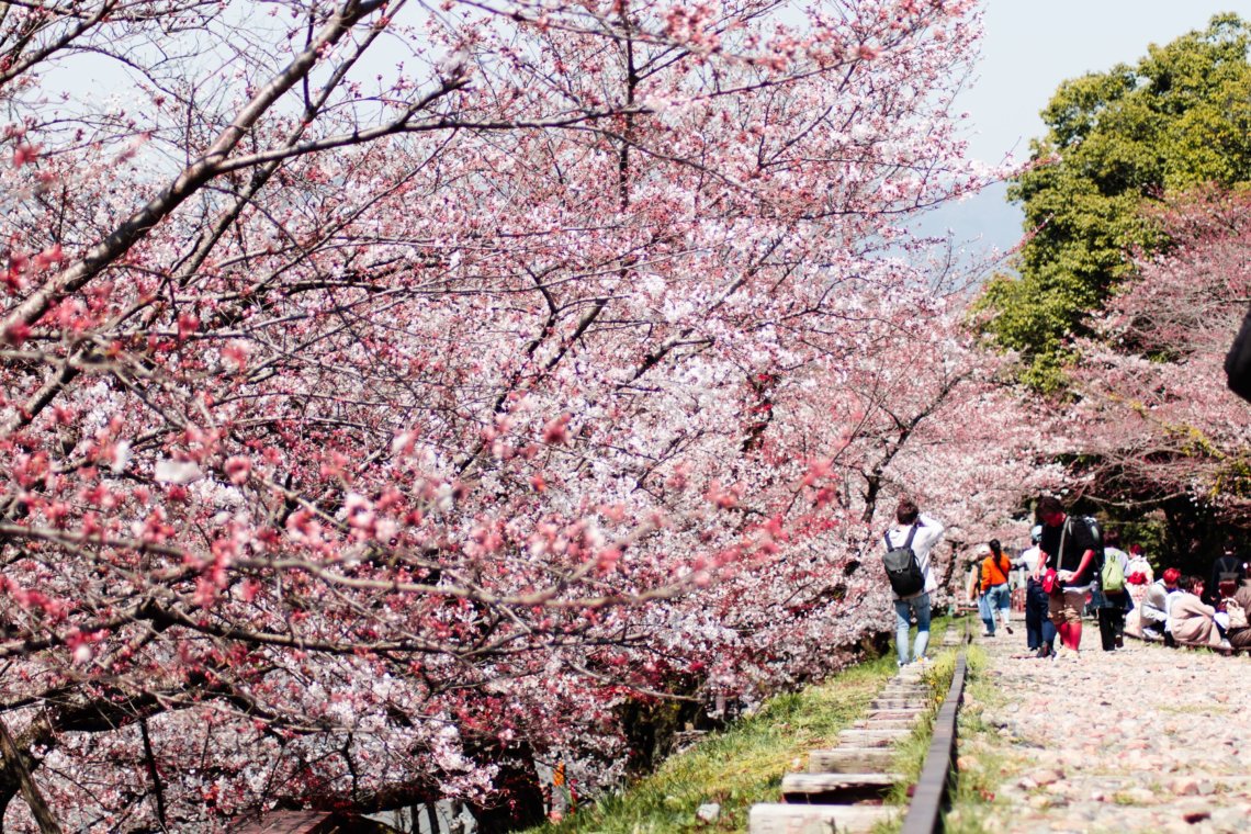 京都日本樱花