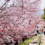 京都日本樱花