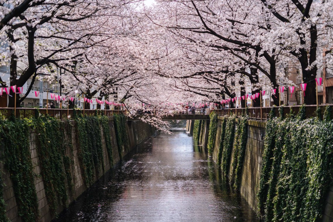 樱花盛开中目黑运河日本东京