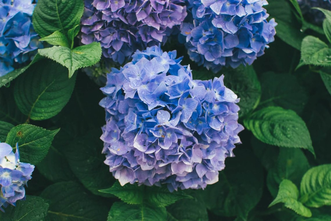日本鹿儿岛雨中的蓝色绣球花