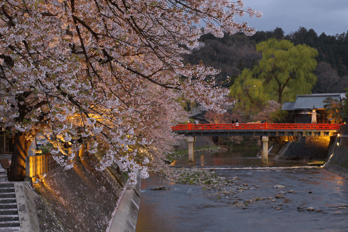 春天的樱花盛开在日本高山的中桥