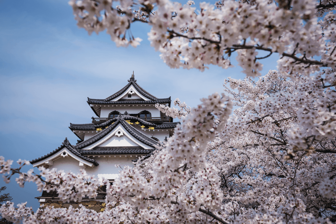 日本志贺县琵琶湖畔的彦根城，春天的樱花盛开