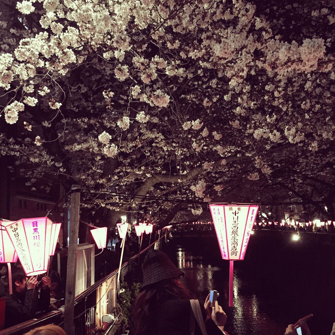 樱花盛开的夜晚，在中目黑，日本东京。