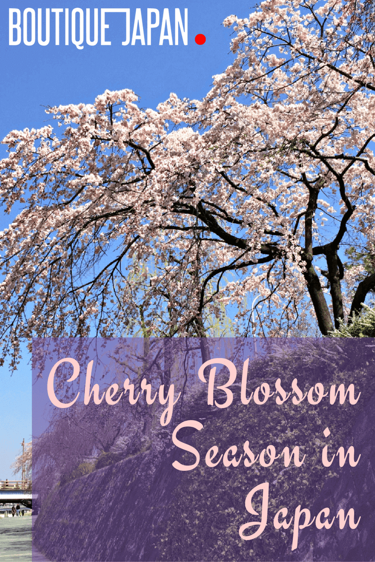 找出日本著名的樱花盛开的时间和地点，以及我们最喜欢的赏樱地点——东京、京都和金泽。