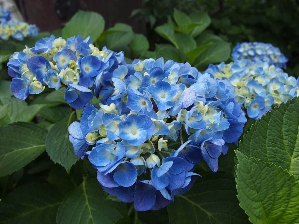 蓝色绣球花布什在日本雨季花观看