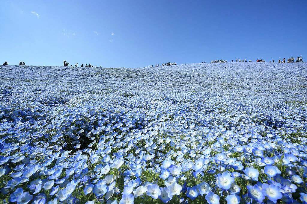 人群聚集在nemophila领域在日本花观看